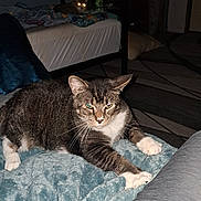 Tator joined the competition — help win amazing prizes! cat, indoor, bed, blanket, stretching, feline, animal, pet, carpet, pillows, furniture, dark, flash, eyes, reflection, tabby, white_paws, cozy, relaxing, home