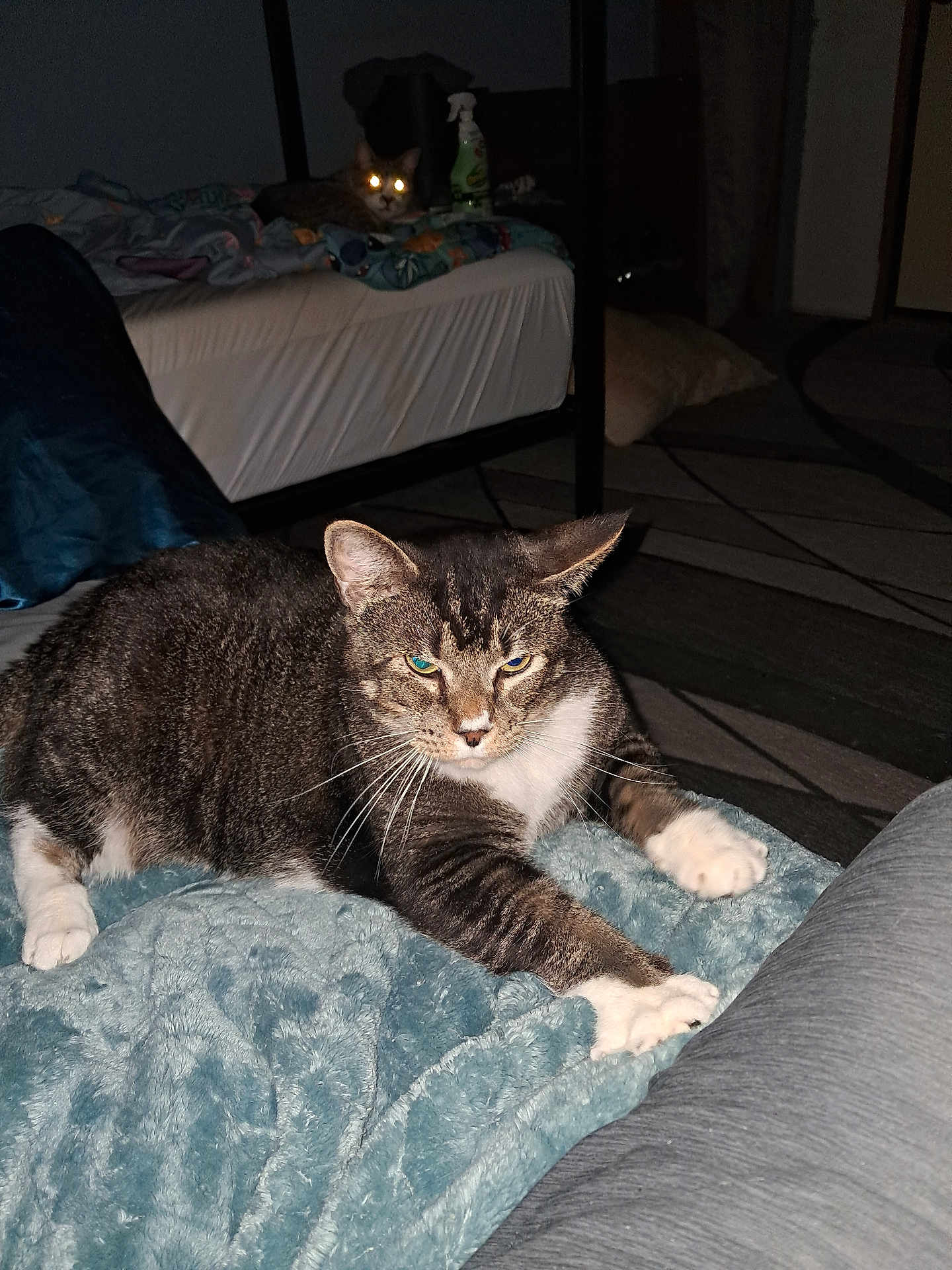 Tator