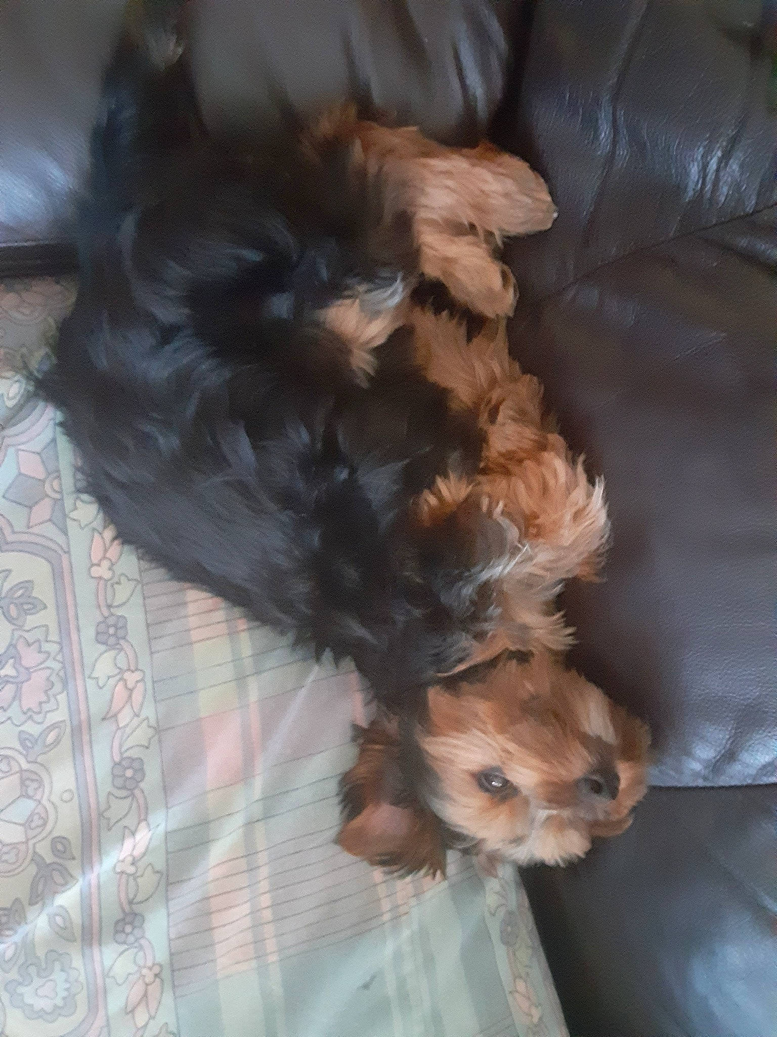 Galaxy joined the competition — help win amazing prizes! australian_silky_terrier, bolonka, canidae, carnivore, cavapoo, cockapoo, companion_dog, dog, dog_breed, liver, maltepoo, morkie, puppy, schnoodle, small_terrier, sporting_group, terrier, toy_dog, yorkipoo, yorkshire_terrier