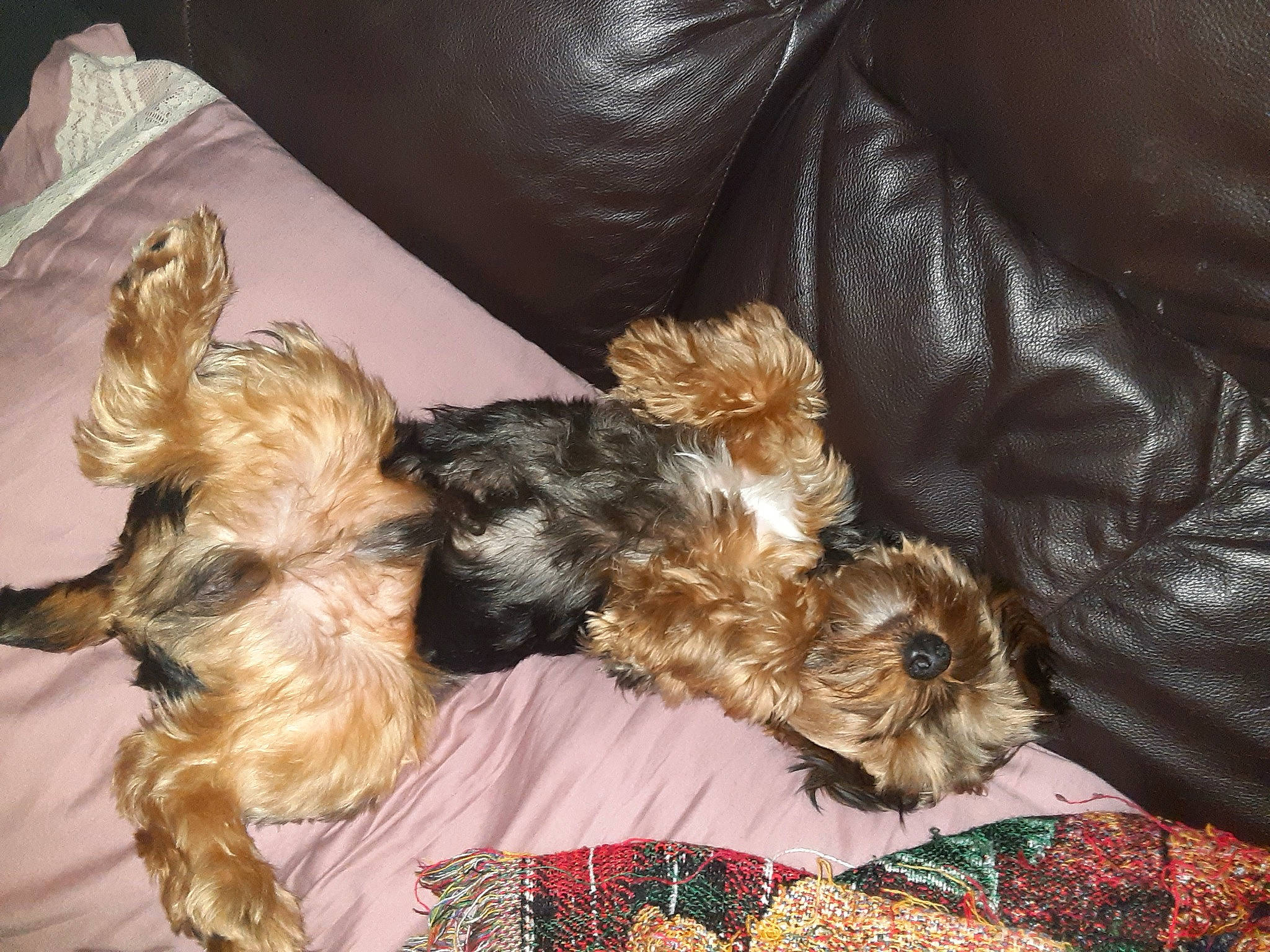 Galaxy is registered to the contest to win money with this photo: australian_silky_terrier, bolonka, cairn_terrier, canidae, carnivore, companion_dog, dog, dog_breed, maltepoo, mammal, norwich_terrier, puppy, rare_breed_dog, small_terrier, sporting_group, terrier, toy_dog, vertebrate, yorkipoo, yorkshire_terrier