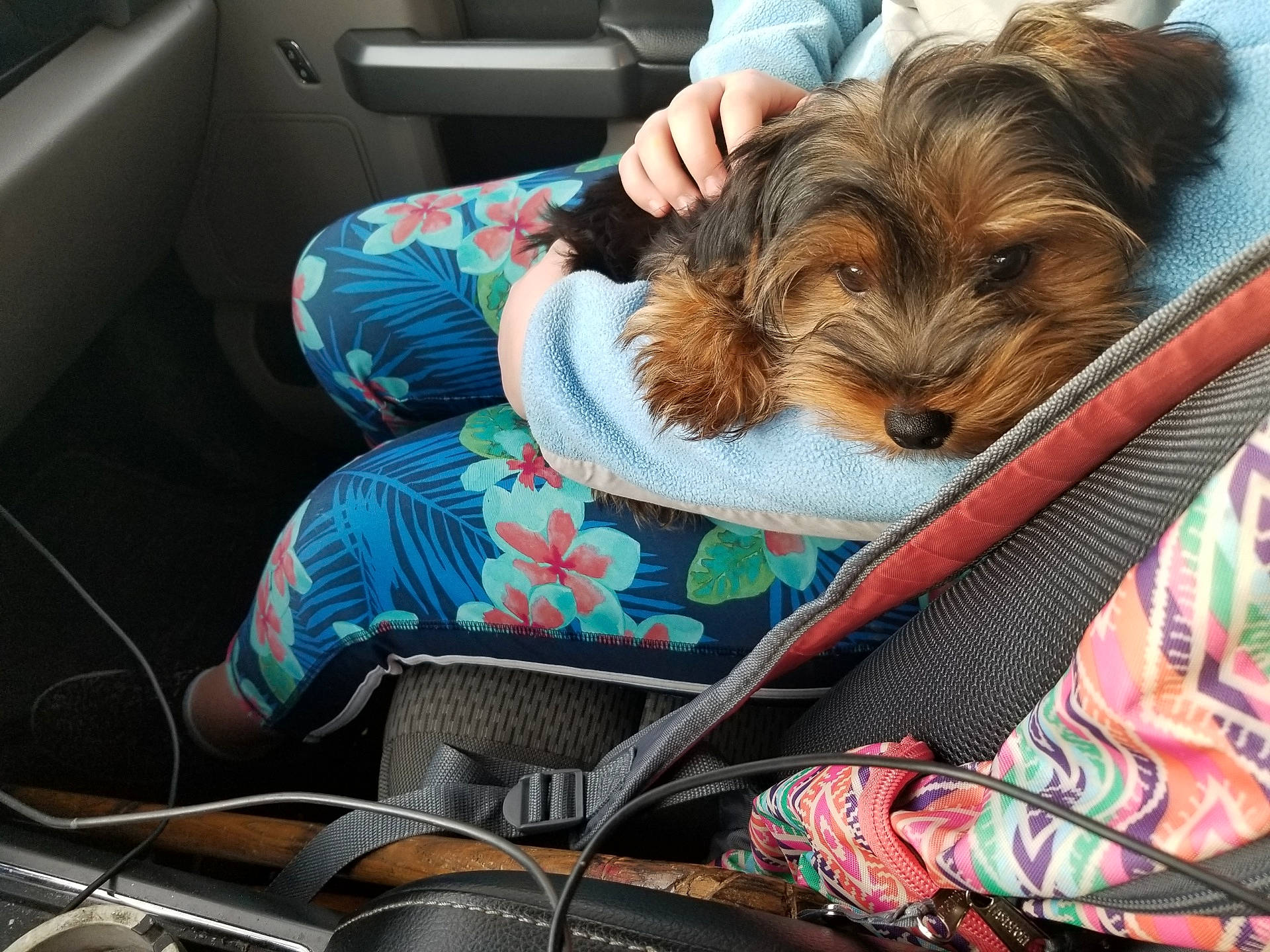 Galaxy is registered to the contest to win money with this photo: biewer_terrier, canidae, car_seat, carnivore, cavachon, companion_dog, dog, dog_breed, mammal, morkie, petit_basset_griffon_vendeen, puppy, puppy_love, schnoodle, sporting_group, tibetan_terrier, toy_dog, vehicle, yorkipoo, yorkshire_terrier