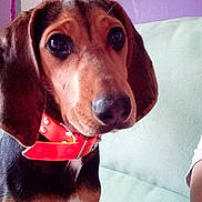 Princesse participe au concours pour gagner de l'argent avec cette photo : beagle, canidae, carnivore, collar, companion_dog, dog, dog_breed, dog_collar, dog_supply, fawn, hound, hunting_dog, leash, liver, pet_supply, scent_hound, snout, sporting_group, whiskers, working_animal