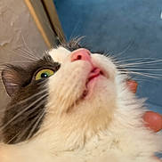 Mowgli participe au concours pour gagner de l'argent avec cette photo : animal, cat, close_up, curious, cute, domestic_cat, face, feline, fluffy, green_eyes, indoor, looking_up, mammal, nose, pet, pink_nose, portrait, soft_fur, tongue_out, whiskers