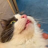 animal, cat, close_up, curious, cute, domestic_cat, face, feline, fluffy, green_eyes, indoor, looking_up, mammal, nose, pet, pink_nose, portrait, soft_fur, tongue_out, whiskers