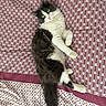 Mowgli a rejoint le concours — aidez-le/la à gagner de superbes lots ! animal, bedspread, black_and_white, cat, cozy, curious, cute, domestic_animal, feline, fluffy, green_eyes, indoor, lying_down, patterned, pet, relaxed, resting, soft_fur, tail, whiskers