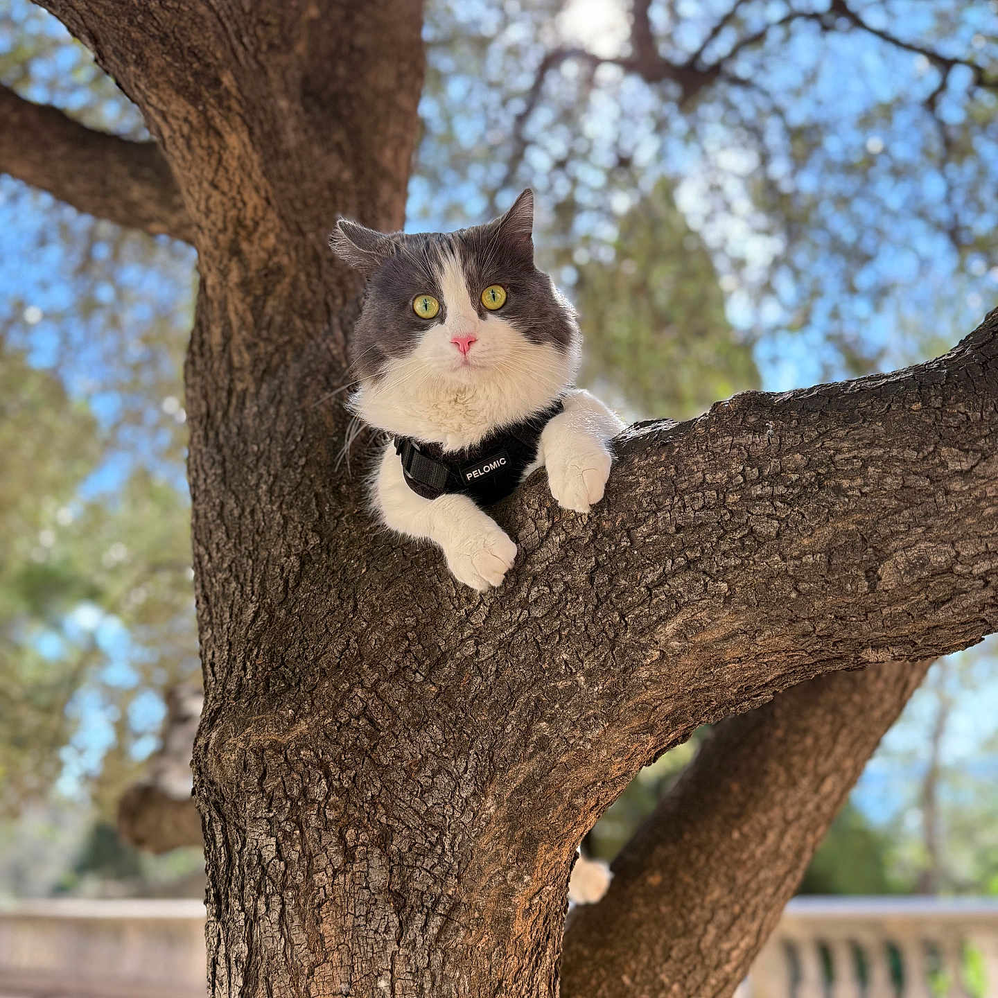 Mowgli