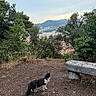 animal, bench, cat, cityscape, cloud, dirt, exploration, feline, grass, landscape, leash, mountain, nature, outdoor, pet, scenic, sky, tree, view, walking