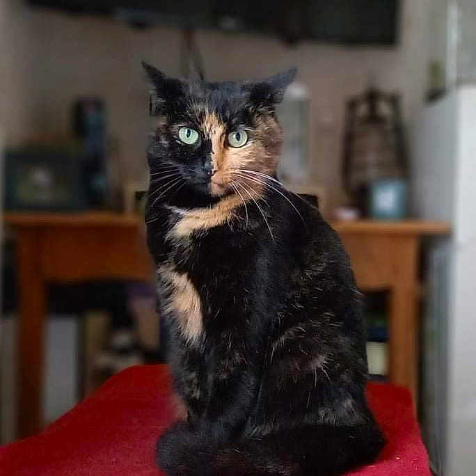 Joon participe au concours pour gagner de l'argent avec cette photo : abyssinian, angora, animal, blackcat, brasssection, cat, computerhardware, den, egyptiancat, electronics, hardware, horn, indoors, kitten, manx, monitor, musicalinstrument, pet, screen, tv