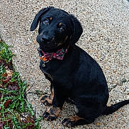 Venom participe au concours pour gagner de l'argent avec cette photo : accessories, animal, appenzeller, beagle, canine, collar, dog, gravel, hound, labradorretriever, leash, path, pebble, pet, pointer, puppy, road, slate, strap, walkway
