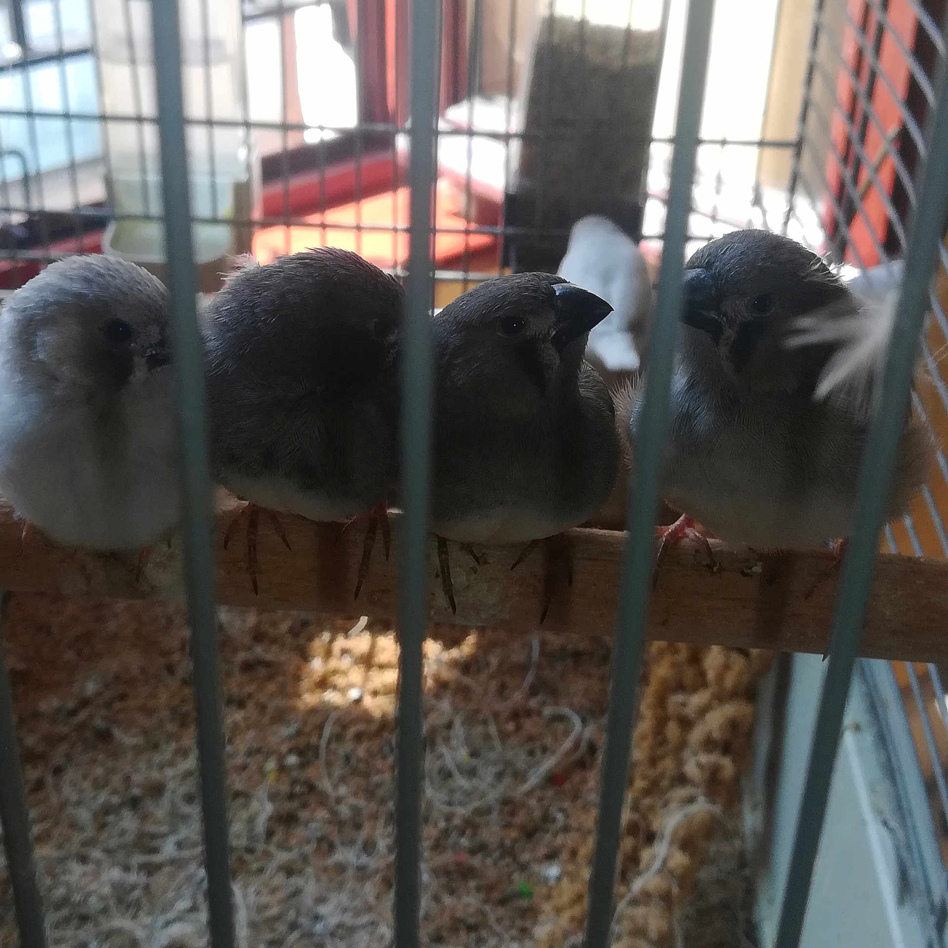 Les Mandarins