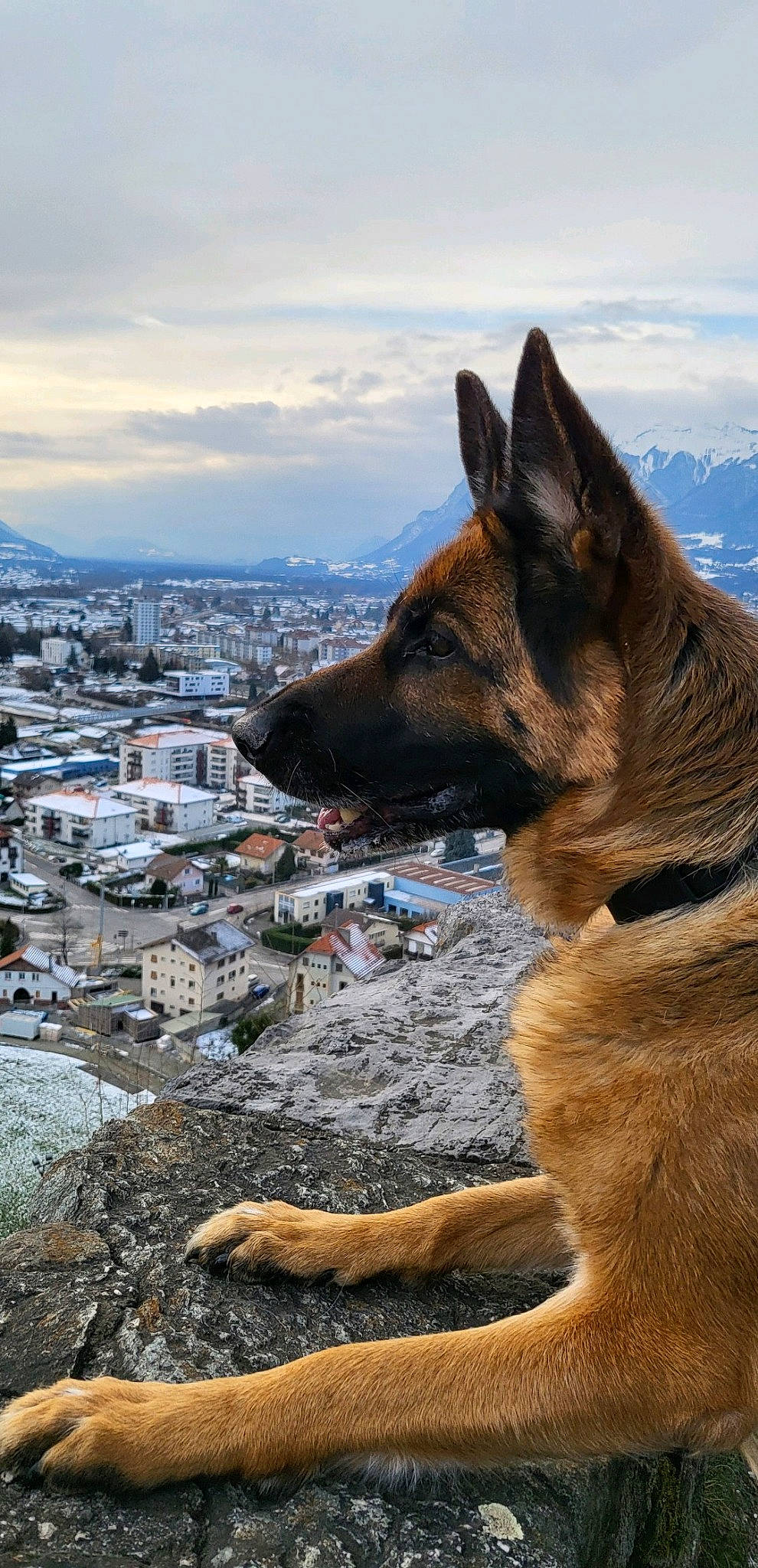 Mona participe au concours pour gagner de l'argent avec cette photo : building, canidae, carnivore, city, cloud, dog, dog_breed, east_european_shepherd, fawn, german_shepherd_dog, guard_dog, herding_dog, king_shepherd, mountain, old_german_shepherd_dog, sky, snout, sporting_group, working_animal, working_dog