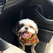 Shyshy is registered to the contest to win money with this photo: dog, small_dog, pet, animal, car_interior, car_floor, bandana, colorful, tongue_out, happy, sunlight, seat, dashboard, cup_holder, black_and_white, fur, eyes, mouth, front_passenger_seat, vehicle