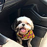 dog, small_dog, pet, animal, car_interior, car_floor, bandana, colorful, tongue_out, happy, sunlight, seat, dashboard, cup_holder, black_and_white, fur, eyes, mouth, front_passenger_seat, vehicle