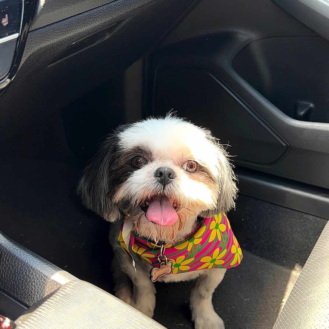 Shyshy is registered to the contest to win money with this photo: dog, small_dog, pet, animal, car_interior, car_floor, bandana, colorful, tongue_out, happy, sunlight, seat, dashboard, cup_holder, black_and_white, fur, eyes, mouth, front_passenger_seat, vehicle