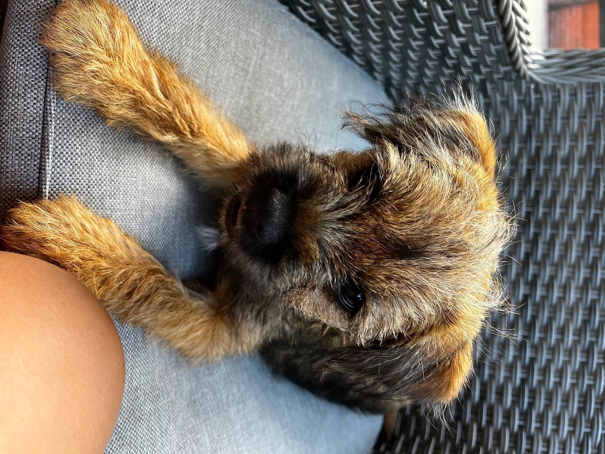 Ronnie joined the competition — help win amazing prizes! bat, canidae, carnivore, claw, comfort, companion_dog, dog, dog_breed, felidae, fur, liver, mammal, nap, paw, small_to_medium_sized_cats, sporting_group, tail, terrestrial_animal, whiskers