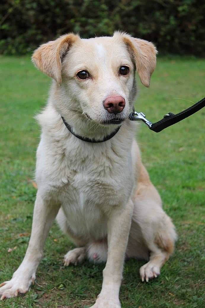 Jackpot a rejoint le concours — aidez-le/la à gagner de superbes lots ! canidae, carnivore, collar, companion_dog, dog, dog_breed, dog_collar, fawn, grass, grass_family, green, hunting_dog, pet_supply, snout, sporting_group, tail, terrestrial_animal, vertebrate, whiskers, working_animal