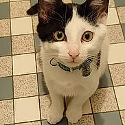 Yuki participe au concours pour gagner de l'argent avec cette photo : cat, kitten, black_and_white, pet, animal, collar, floor, tile, cute, curious, indoor, whiskers, ears, paws, fur, young, looking_up, domestic, small, mammal
