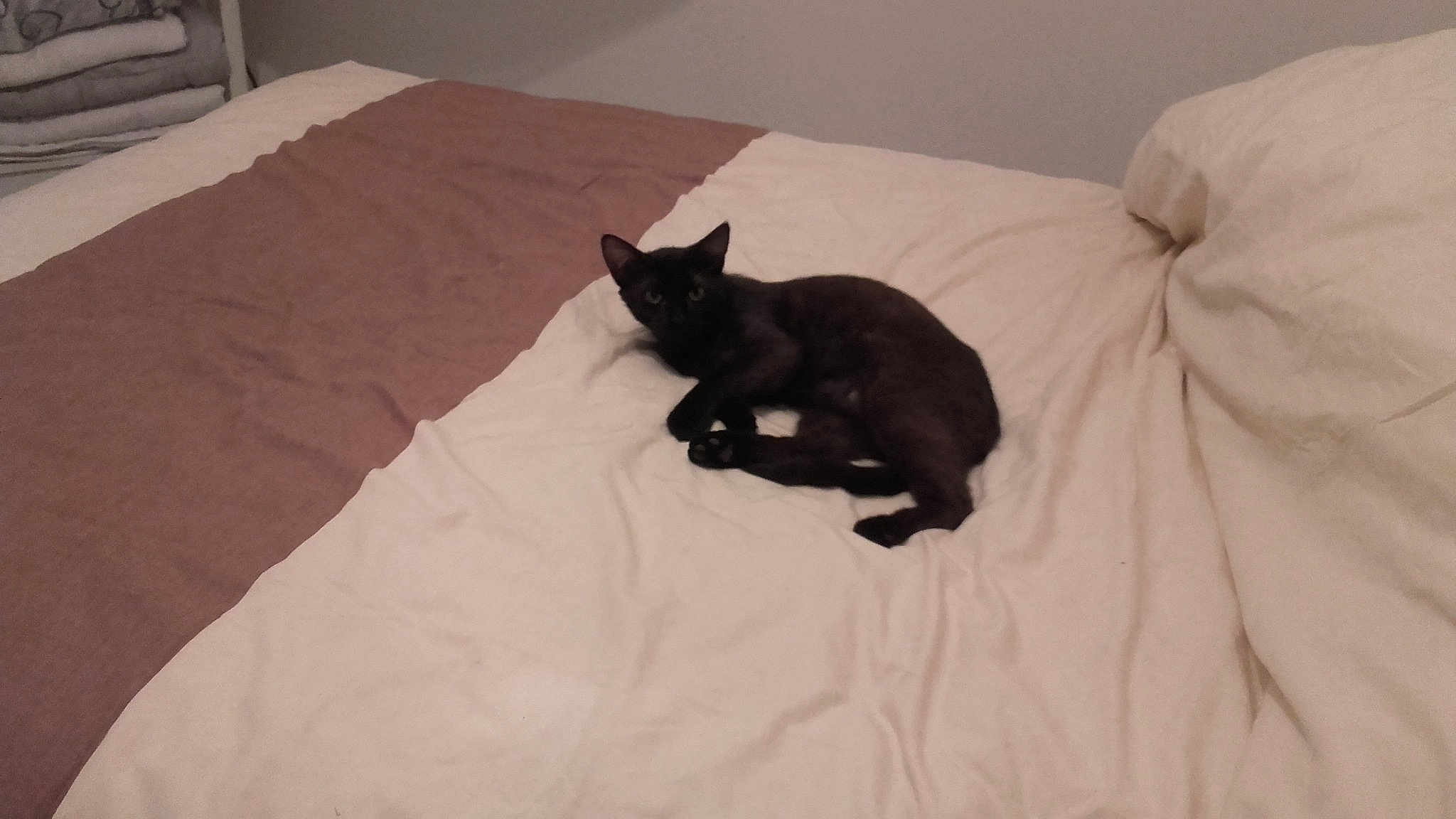 Blacky