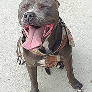 Faith is registered to the contest to win money with this photo: dog, canine, pet, happy, smiling, tongue_out, sitting, camo_harness, outdoor, animal, paw, short_fur, brown_coat, white_markings, close_up, friendly, playful, companion, cute, domestic
