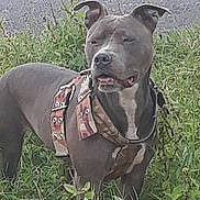 Blu joined the competition — help win amazing prizes! dog, canine, grass, outdoor, harness, path, nature, pet, animal, alert, standing, greenery, ears, snout, fur, muzzle, leash, side_view, daytime, wildlife