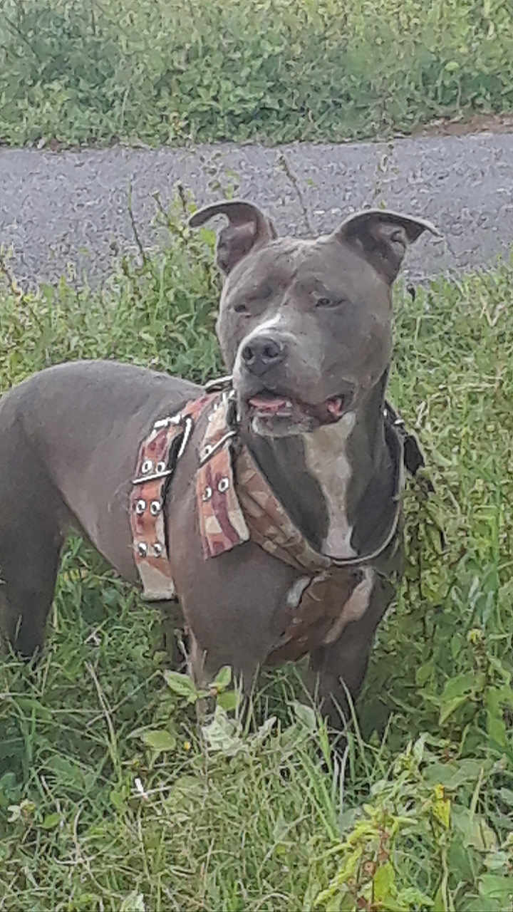 Blu joined the competition — help win amazing prizes! dog, canine, grass, outdoor, harness, path, nature, pet, animal, alert, standing, greenery, ears, snout, fur, muzzle, leash, side_view, daytime, wildlife