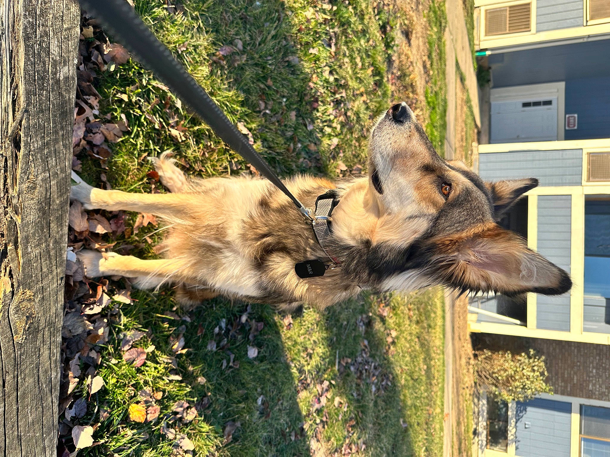 Roxxane joined the competition — help win amazing prizes! canidae, carnivore, dog, dog_breed, east_european_shepherd, fawn, fur, german_shepherd_dog, grass, old_german_shepherd_dog, plant, snout, sporting_group, terrestrial_animal, tree, trunk, window, wood, working_animal, working_dog