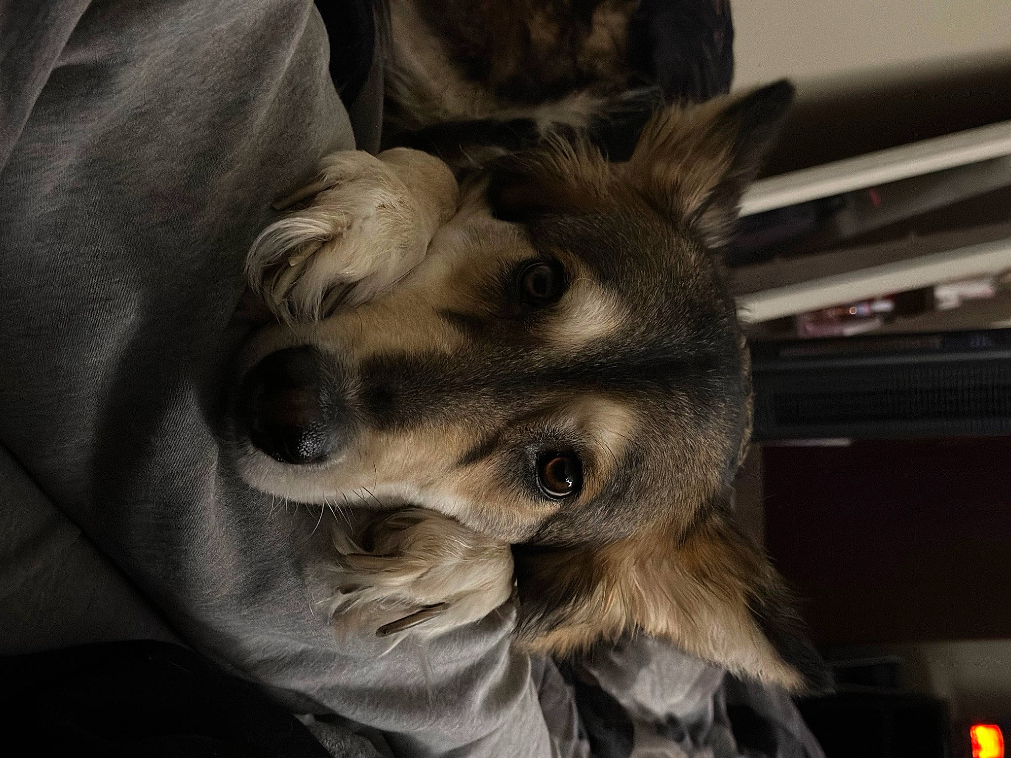 Roxxane is registered to the contest to win money with this photo: canidae, carnivore, companion_dog, dog, dog_breed, ear, felidae, fur, german_shepherd_dog, gesture, grey, human_leg, jaw, nap, small_to_medium_sized_cats, snout, sporting_group, toy_dog, whiskers, working_animal