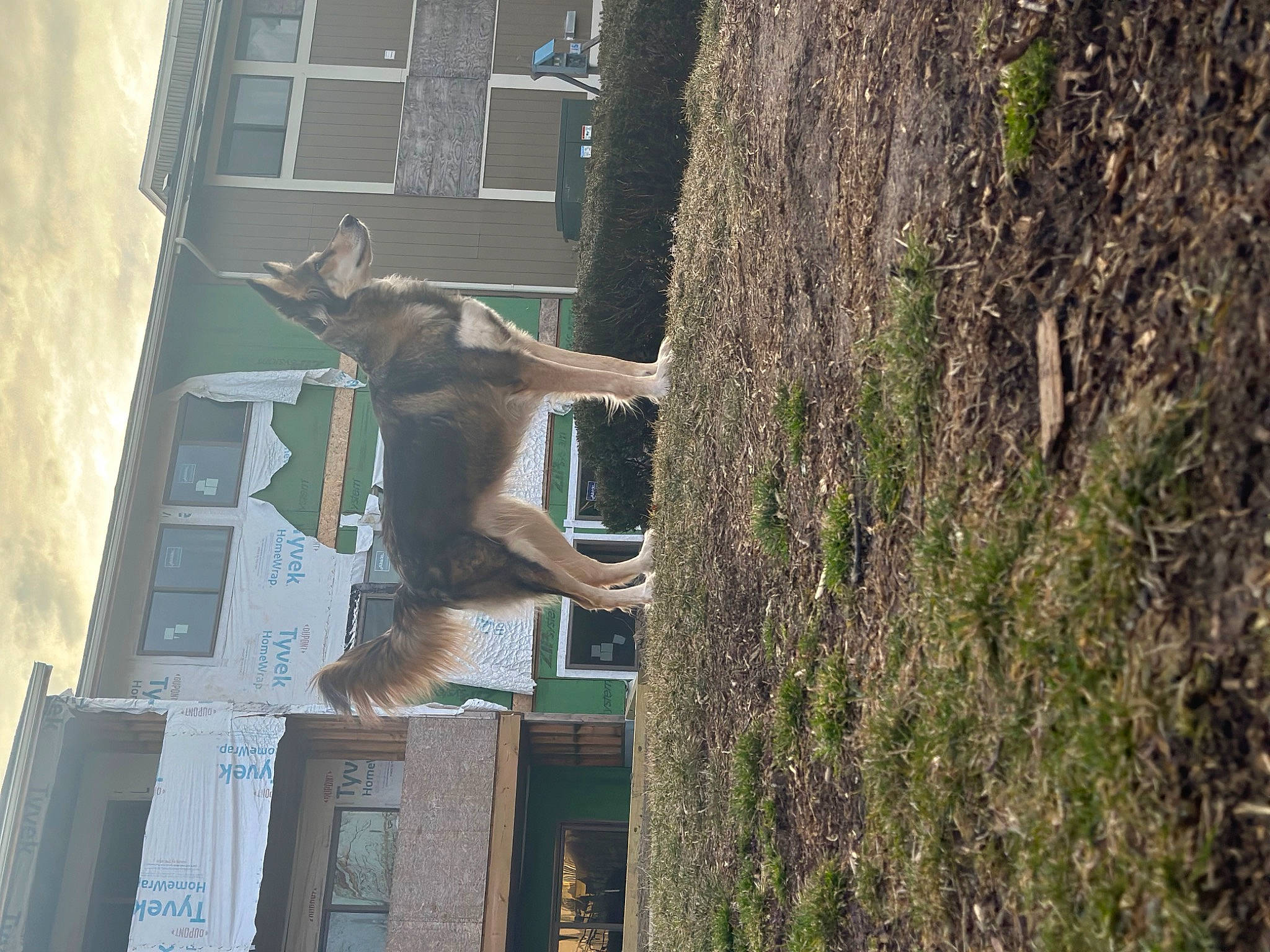 Roxxane is registered to the contest to win money with this photo: art, bronze_sculpture, building, facade, fawn, gargoyle, house, mammal, metal, monument, plant, sculpture, statue, terrestrial_animal, tree, trunk, vertebrate, wildlife, window, wood