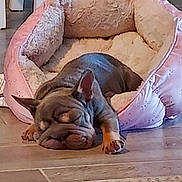 Baea Kay joined the competition — help win amazing prizes! puppy, dog, sleeping, bed, pink, cozy, indoor, floor, tile, resting, cute, pet, animal, relaxing, small_dog, fur, ears, paw, home, carpet