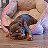 puppy, dog, sleeping, bed, pink, cozy, indoor, floor, tile, resting, cute, pet, animal, relaxing, small_dog, fur, ears, paw, home, carpet