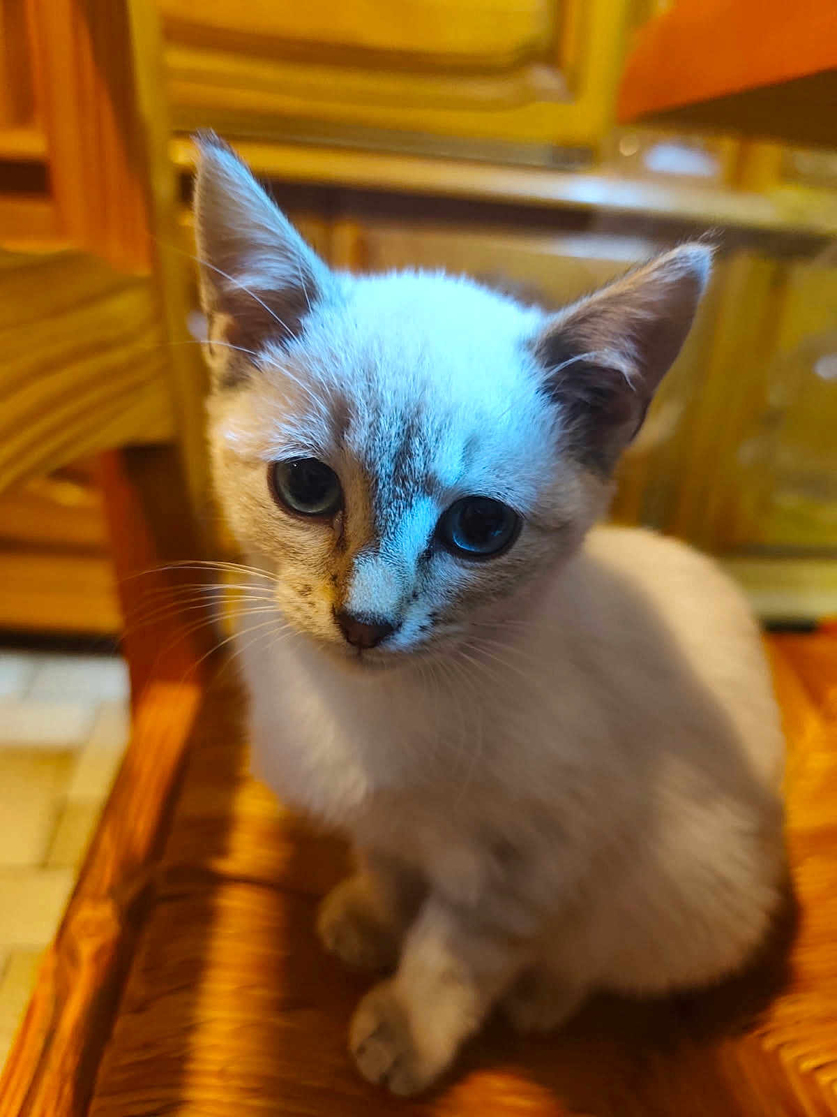 Vega participe au concours pour gagner de l'argent avec cette photo : kitten, cat, animal, pet, indoor, wooden_chair, fur, cute, close_up, young, whiskers, ears, eyes, sitting, domestic, mammal, portrait, feline, soft, curious