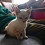 kitten, cat, blue_eyes, pet, indoor, couch, person, clothing, sitting, furniture, cute, young, animal, whiskers, ears, fur, home, relaxing, cozy, domestic