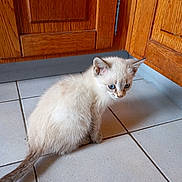 Shelby participe au concours pour gagner de l'argent avec cette photo : kitten, cat, blue_eyes, fur, sitting, tile_floor, wooden_cabinets, indoor, curious, pet, animal, young, whiskers, tail, cute, feline, domestic, small, household, light_fur