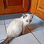 kitten, cat, blue_eyes, fur, sitting, tile_floor, wooden_cabinets, indoor, curious, pet, animal, young, whiskers, tail, cute, feline, domestic, small, household, light_fur