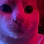 Naruto is registered to the contest to win money with this photo: cat, close_up, face, pet, animal, whiskers, fur, ears, eyes, indoor, portrait, pink_lighting, purple_lighting, curious, cute, feline, muzzle, nose, domestic_cat