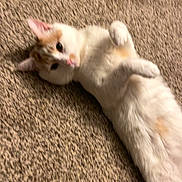Naruto joined the competition — help win amazing prizes! cat, white_cat, orange_cat, carpet, floor, pet, animal, lying_down, indoor, playful, feline, cute, fur, whiskers, ears, paws, relaxed, home, curious, mammal