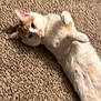 cat, white_cat, orange_cat, carpet, floor, pet, animal, lying_down, indoor, playful, feline, cute, fur, whiskers, ears, paws, relaxed, home, curious, mammal