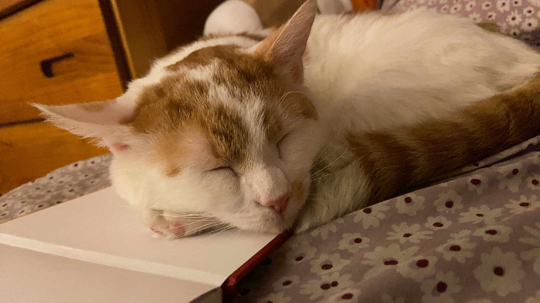 Naruto is registered to the contest to win money with this photo: cat, sleeping, book, bedspread, floral_pattern, indoor, cozy, pet, feline, resting, white_and_orange, cute, domestic_animal, closeup, fur, relaxed, home, wooden_furniture, quiet, nap