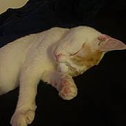 Naruto is registered to the contest to win money with this photo: animal, blanket, cat, cozy, cute, domestic_cat, feline, fur, indoors, lying_down, orange_fur, paw, pet, pink_paw_pads, quiet, relaxed, resting, sleeping, soft, white_fur