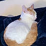 Naruto is registered to the contest to win money with this photo: animal, blanket, cat, comfort, cozy, cute, domestic, feline, fur, ginger, indoor, nap, pet, relaxation, rest, sleeping, soft, tail, whiskers, white