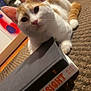 Naruto joined the competition — help win amazing prizes! animal, background, book, cardboard_box, carpet, cat, close_up, colorful, cozy, curious, domestic, feline, floor, head, indoor, orange_and_white, painting, paw, pet, resting