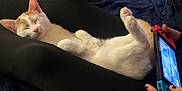 Naruto is registered to the contest to win money with this photo: bedroom, black_clothing, blanket, casual, cat, comfort, cozy, dresser, gaming, hands, indoor, legs, nintendo_switch, orange_and_white_cat, person, relaxation, sleep, sleeping, technology, wooden_furniture