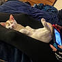 bedroom, black_clothing, blanket, casual, cat, comfort, cozy, dresser, gaming, hands, indoor, legs, nintendo_switch, orange_and_white_cat, person, relaxation, sleep, sleeping, technology, wooden_furniture