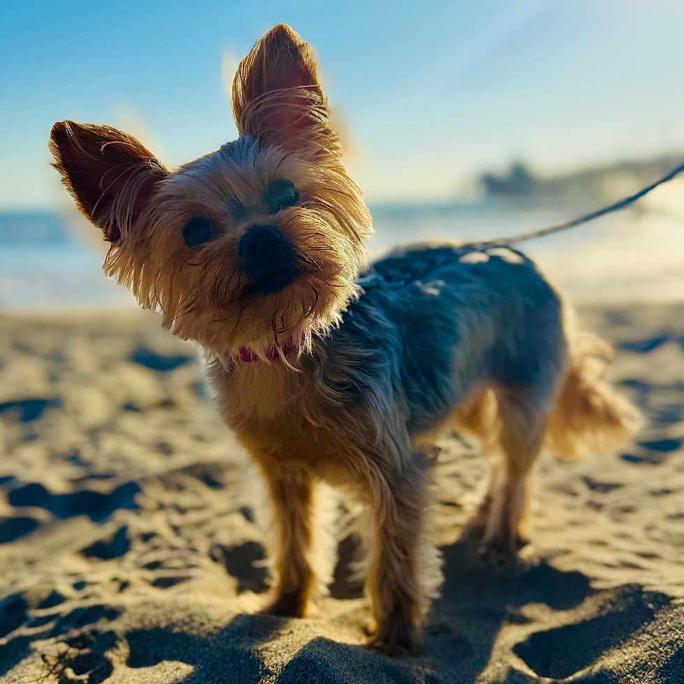 Bella is registered to the contest to win money with this photo: animal, beach, canine, closeup, curious, daylight, dog, fluffy_ears, leash, nature, outdoor, pet, portrait, sand, shadow, small_dog, sunlight, sunset, tilted_head, walking