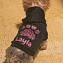 Layla joined the competition — help win amazing prizes! dog, hoodie, black_clothing, pink_print, paw_print, pet, small_dog, fur, ears, sitting, floor, linoleum, indoor, animal, clothing, back_view, cute, layla, pattern, home
