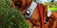 Tigrou participe au concours pour gagner de l'argent avec cette photo : cat, ginger_cat, harness, leash, wooden_post, moss, greenery, bushes, outdoor, nature, daylight, animal, pet, feline, closeup, side_view, whiskers, ears, fur, curious