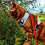 cat, ginger_cat, harness, leash, wooden_post, moss, greenery, bushes, outdoor, nature, daylight, animal, pet, feline, closeup, side_view, whiskers, ears, fur, curious