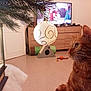 cat, orange_tabby, christmas_ornament, pine_branch, lantern, living_room, tv, furniture, cat_toys, floor, curious, indoor, decor, holiday, pet, whiskers, close_up, brown_furniture, lamp, home