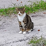 Jingles is registered to the contest to win money with this photo: alert, animal, cat, cute, daylight, feline, grass, ground, leaf, mammal, nature, outdoor, path, pet, sand, sitting, striped, tabby, white_chest, white_paws