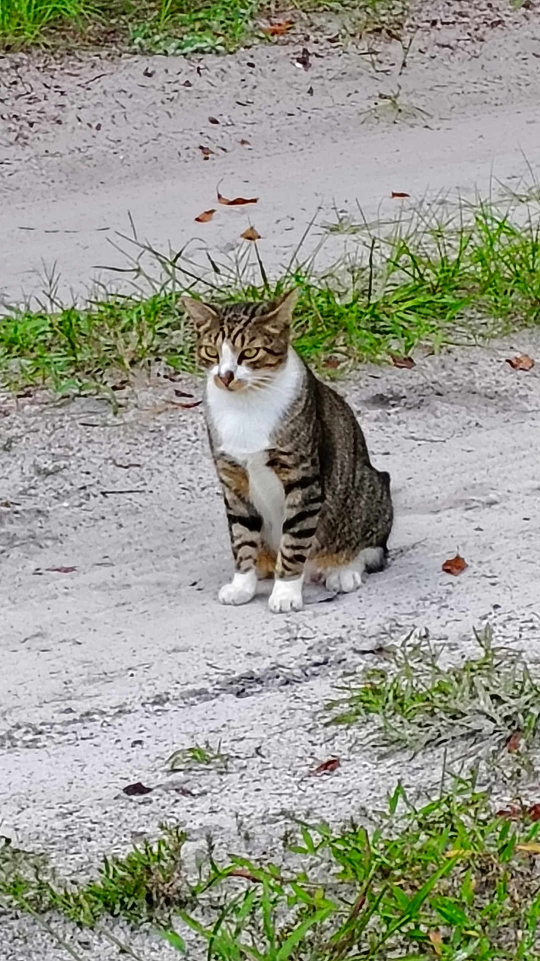 Jingles is registered to the contest to win money with this photo: alert, animal, cat, cute, daylight, feline, grass, ground, leaf, mammal, nature, outdoor, path, pet, sand, sitting, striped, tabby, white_chest, white_paws